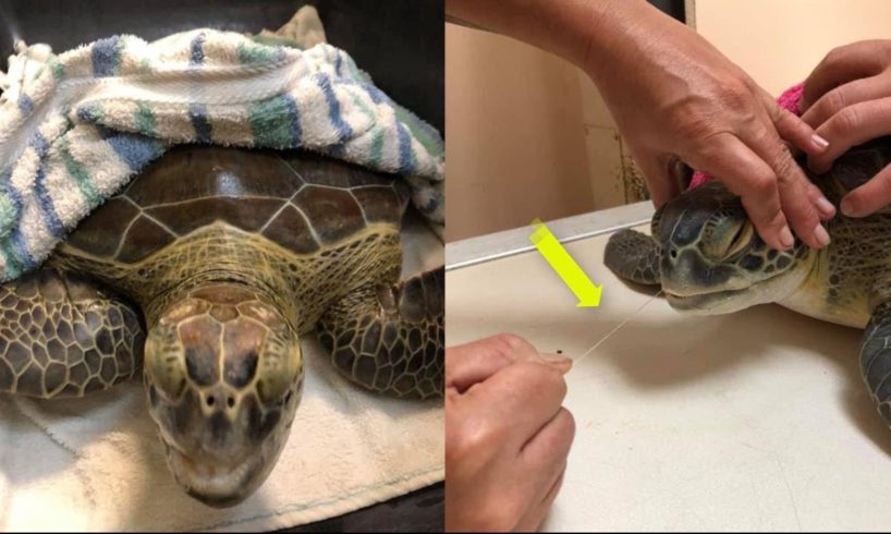 Rescue green sea turtle with a long fishing line tangled around her flippers and her neck