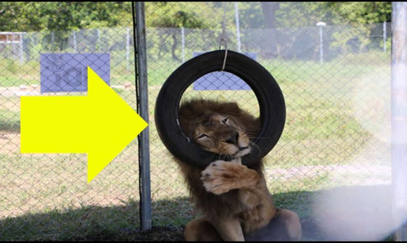 Rescued Circus Lions Won’t Stop Playing With New Toys Offered To Them In Their New Home.