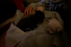 SUPER CUTE PUPPIES LOL.... 3 week old Chihuahua PUPS! Puppy Sounds.