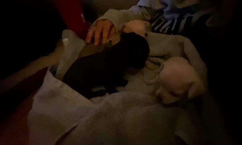 SUPER CUTE PUPPIES LOL.... 3 week old Chihuahua PUPS! Puppy Sounds.