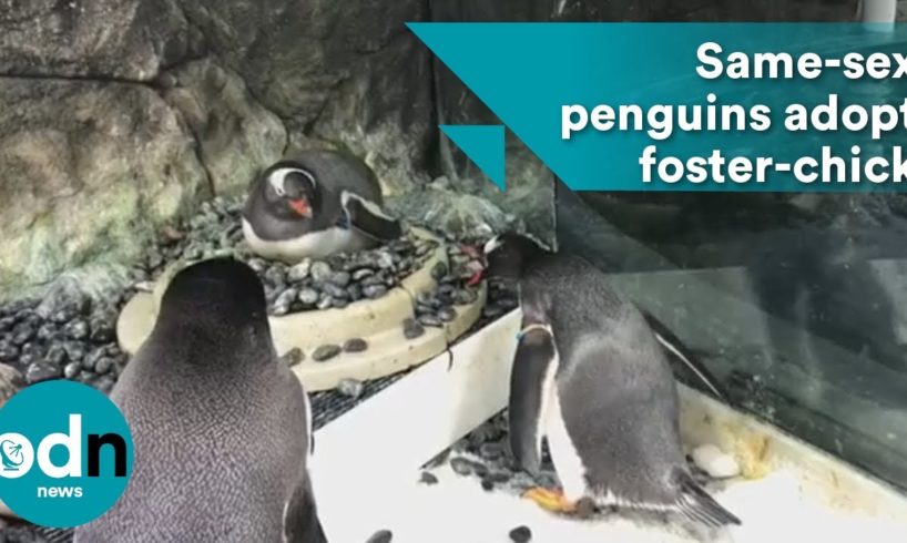 Same-sex penguins adopt adorable foster-chick