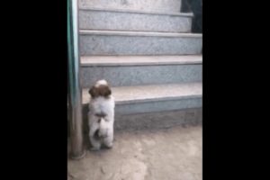 Short legs daily struggles. Cute puppies and kittens funny moments:)