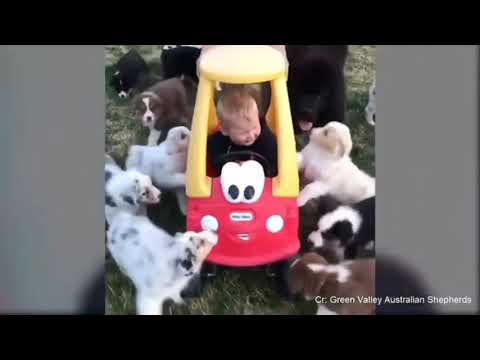 Super cute puppies follow babies for a walk ?? funny babies and pets dogs ? dog baby