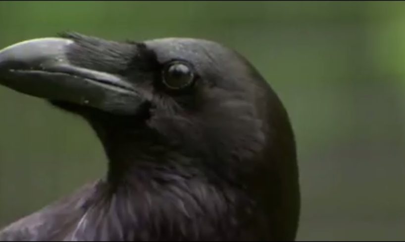 The Raven: Stealing, Spying and Bluffing | Extraordinary Animals | BBC ...