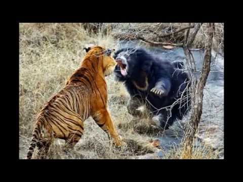 The most impressive animal fights