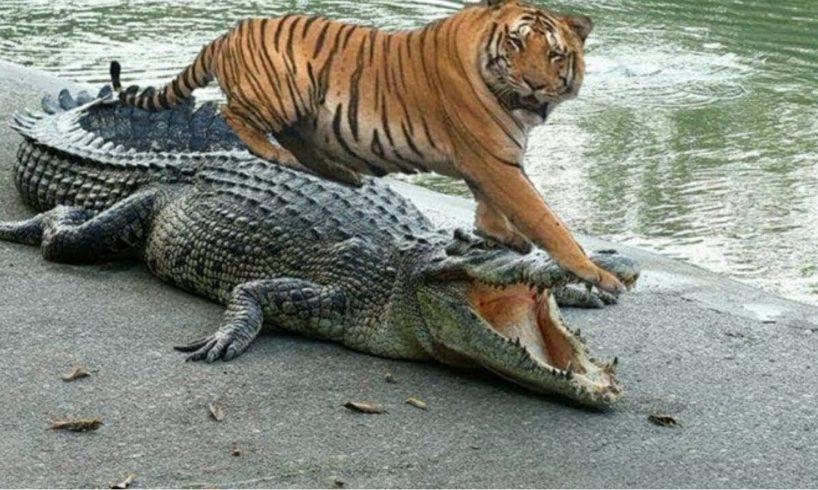 Tiger and crocodile|animals fights