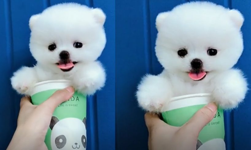 Tik Tok Puppies ? Cute and Funny Dog Videos Compilation 2018