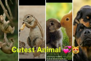 Tiktok Cute Puppies and animal love &Comedy,???