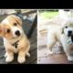 Top Cuttest Puppies & Dogs | Cute Puppies | cute dogs rescue puppy | dog breeds  wilderness tv