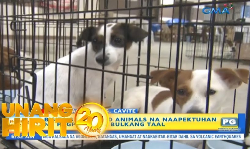 Unang Hirit: Lagay ng rescued animals na naapektuhan ng pagputok ng Bulkang Taal, silipin!