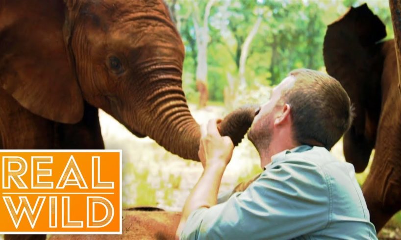 Welcome To The World Of Extraordinary Animals! | Real Wild Documentary