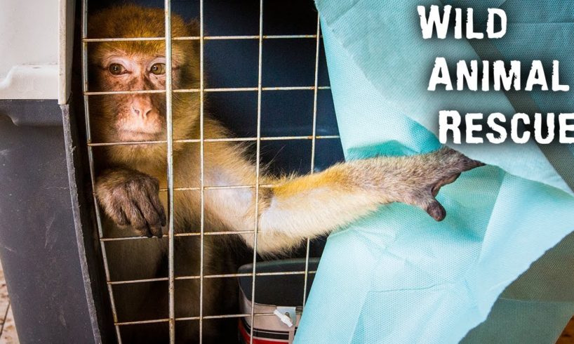 Wild Animal Rescue - Closing The Worst Zoo In The World