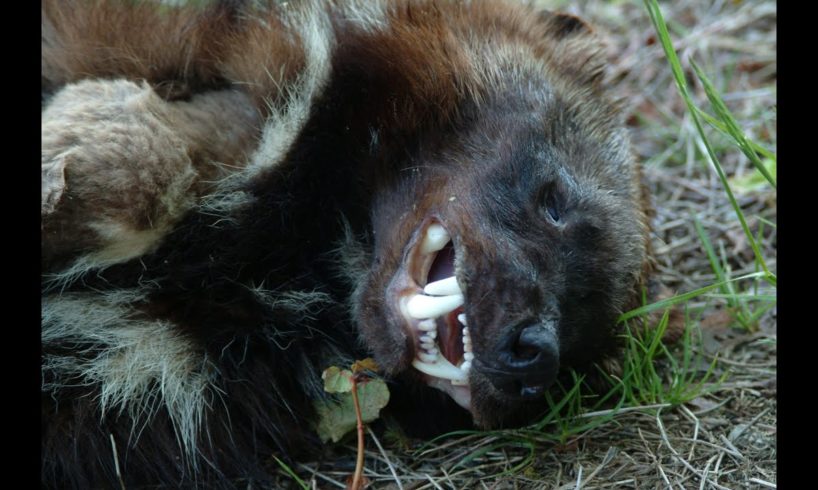 Wolverine Found in Port Moody near Mossom Creek watershed 2004