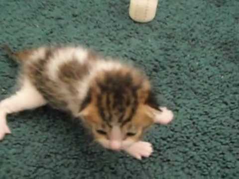 Worlds cutest kitten: Crying 2 week old kitten