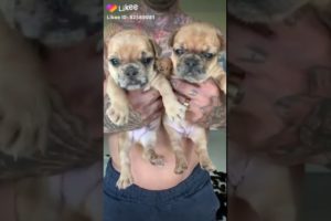 Cute puppies