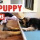 25 Cute Puppy Videos Compilation 2017