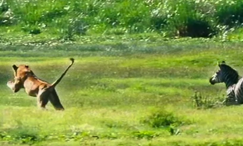 A Lion Ambushes a Zebra | Be An Animal | BBC Earth