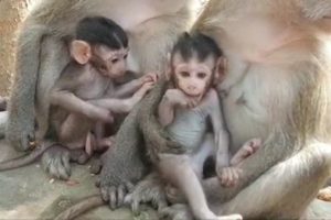 Adorable Baby Monkey Dustin & Ellen Playing So Sweet