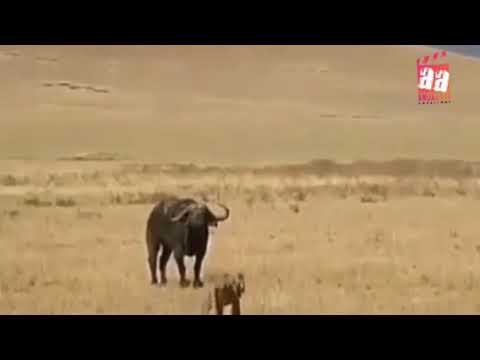 Amazing wild animals fight