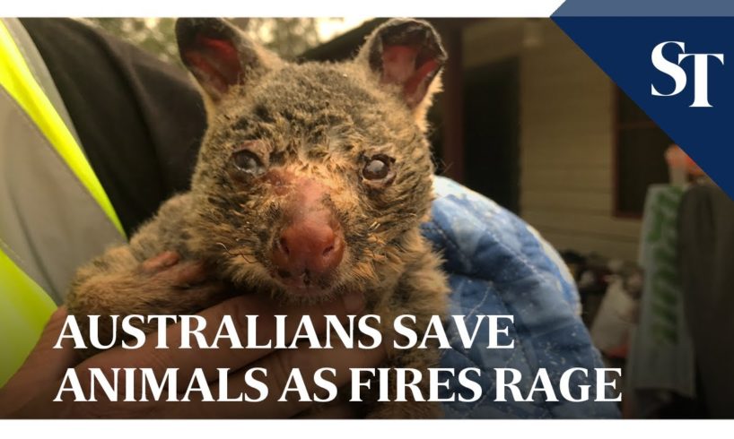 Australians save animals as fires rage