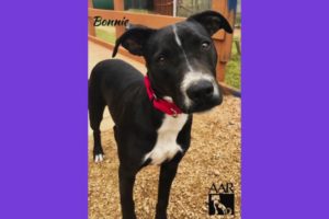 BONNIE loves to play keep away - Adoptable at AAR - Abandoned Animal Rescue