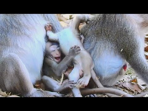 Babies Monkey Playing Happily | Baby JANNA & Friends Funniest , #315