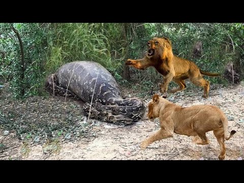 Balaa La Simba Na Joka Noma Giant Snake Vs Lion Amazing Animal Fight Compilation