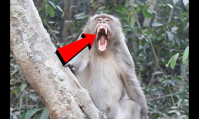 Big  monkey scary, It presents big big teeth monkey for people near it | Monkey Wildlife Video