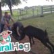 Billy Goat Plays with Tire Swing || ViralHog