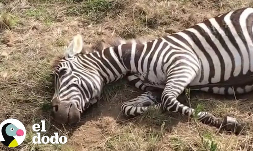 Cebra bebé recibe ayuda de turistas en safari | El Dodo