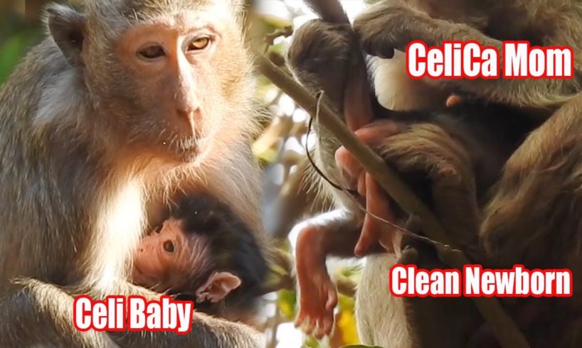 Congrats Young Mom Gave a birth, Cutest Newborn animals Monkey