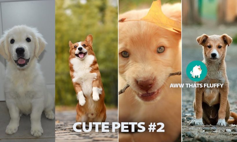 Cute Animals 3 # | CUTE PUPPIES | CATS | DOG video compilation