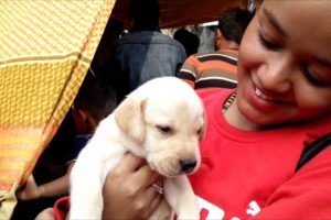 Cute Puppies Are Going To Their New Family At Galiff Street Kolkata