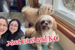 Cute Puppies GiGi and KC