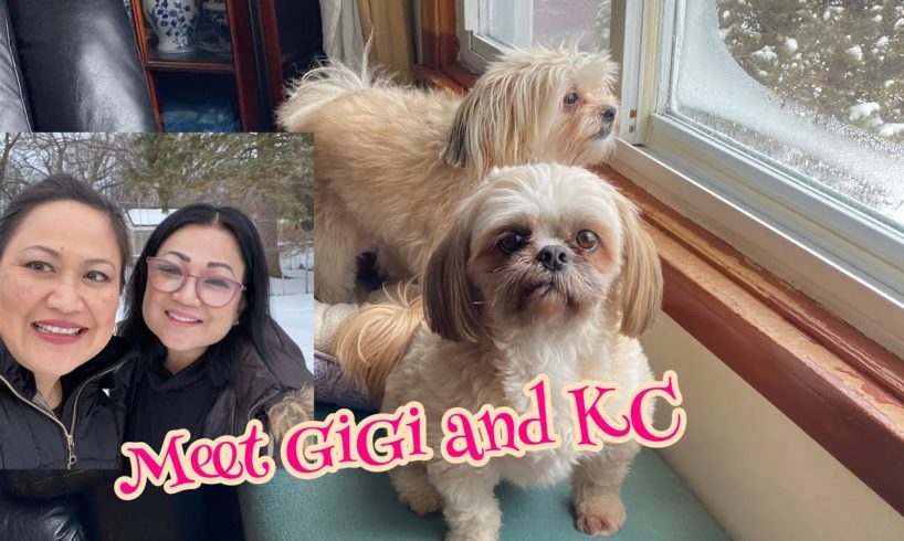 Cute Puppies GiGi and KC