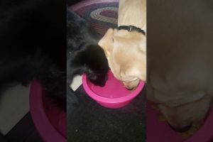 Cute Puppies Sharing Their Food Together!