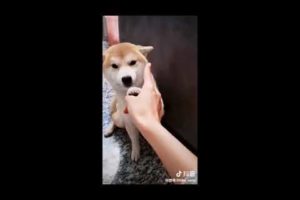 Cute Puppies Video & TikTok Compilation??