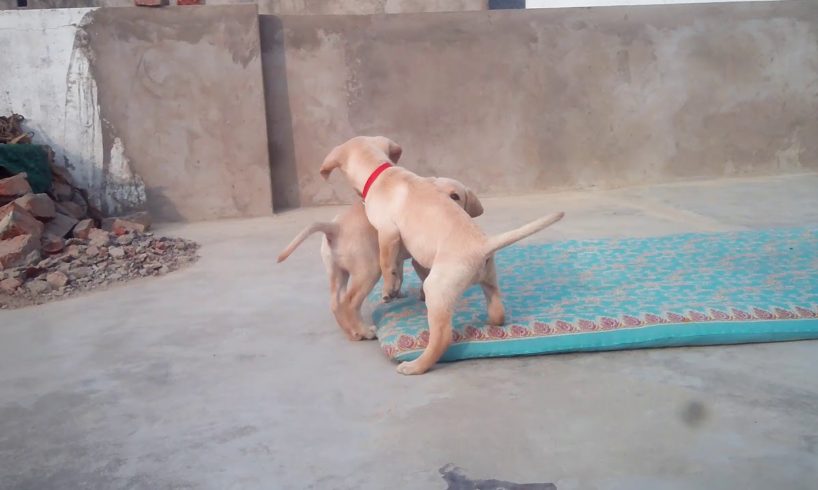 Cute Puppies are playing