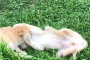 Cute puppies play fighting