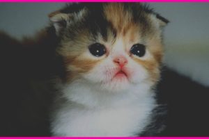 Cutest Kitten Breeds