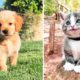 Cutest Puppies And Baby Animals - Baby Cats | Funny Pet Animals Life | Cutest Puppies City
