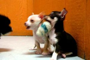 Cutest puppies Playing 19breeders