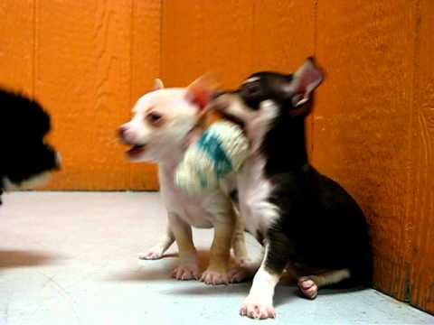 Cutest puppies Playing 19breeders