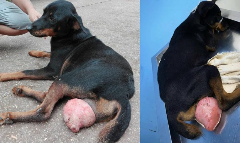 Dog Had Big Womb Protruding Wandering The Streets for Weeks and No One Helped Her