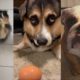 Dogs of Tik Tok - Funniest Compilation of Cutest Puppies