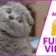 Funny kittens, puppies | Cute Pets And Funny Animals Compilation #1  | Funny Video