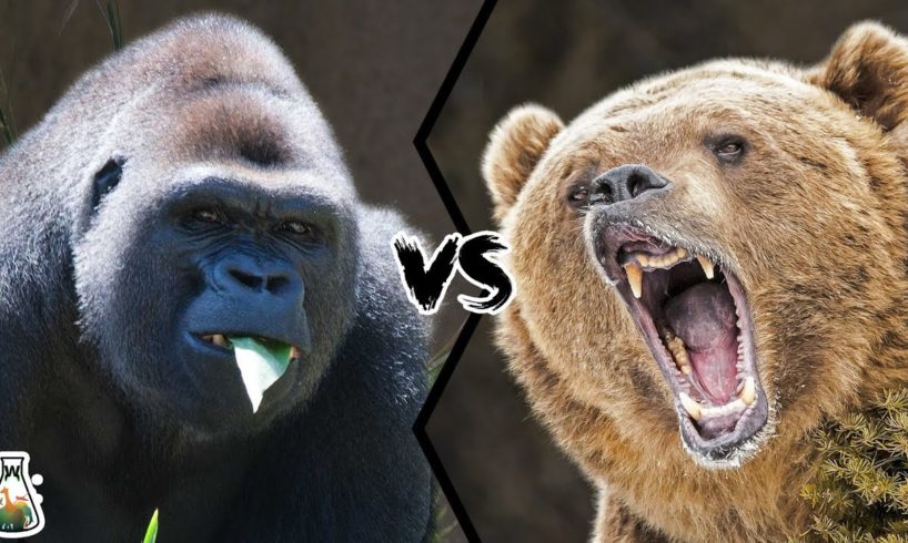 fsnotes vs bear