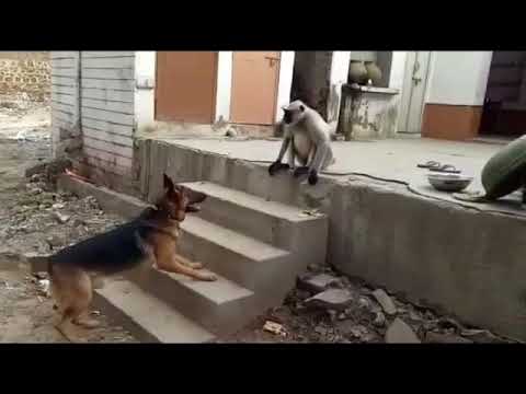 German Shepherd Dog And Baboon Monkey Funny Fighting Animal Compilation 2020 video | Animal planet