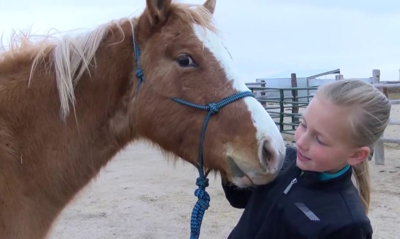 Horses rescued from animal cruelty find fresh start