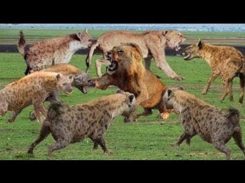 Hyena_Is_Too_Hungry._Daredevil_Steals_Food_From_Li